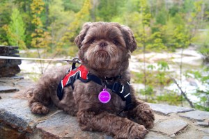 IMAGE_5CF5D8A8-5F6A-40EE-88EC-B033FD67F01C