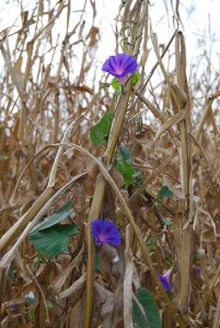 Discovering beauty in a cornfield