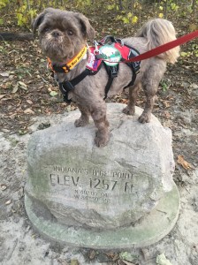 Hoosier Hill- Gizmo is standing at the top of Indiana