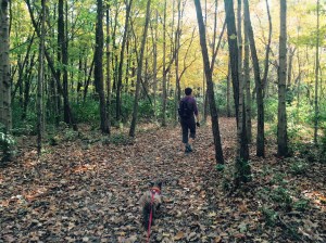 A walk through the woods in Summit Lake State Park