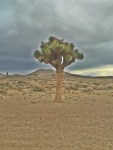 Joshua Tree