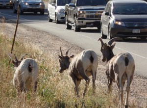 Mountain goats at campground entrance