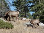 Elk siting in Rocky Mountain National Park