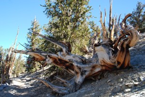 They look like sculptures