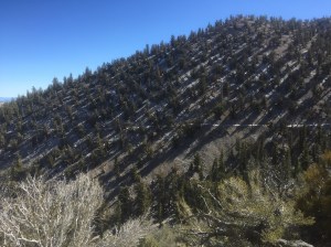 Bristlecone Pines have no competition in this poor soil and exposure. You can see the trail we have come down