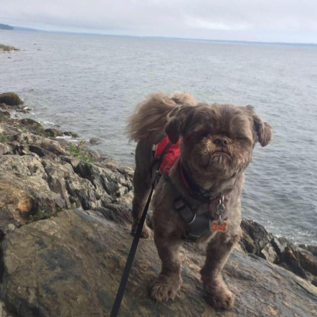 14040013_1782819288603573_2546001231081521428_n