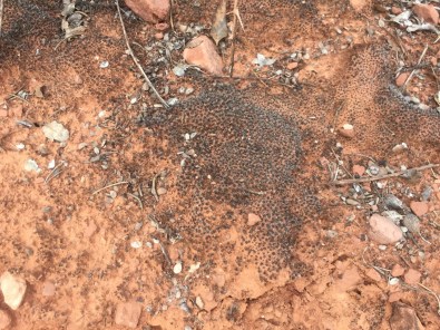 Sedona / AZ / United States - 11/16/16