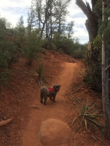 Sedona / AZ / United States - 11/16/16