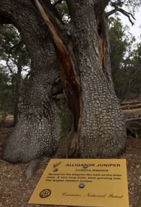 Flagstaff / AZ / United States - 11/26/16